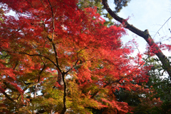 241203c京都御苑33