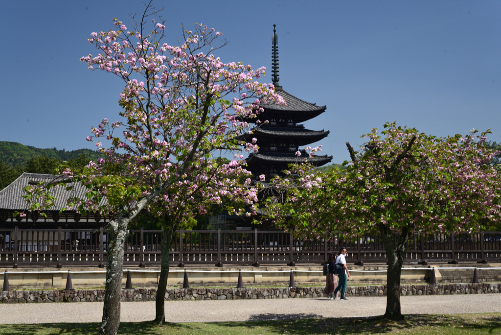 220425a奈良公園02