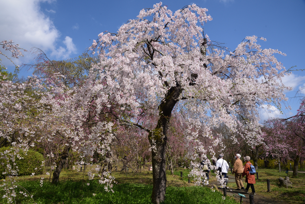 200402a京都植物園76