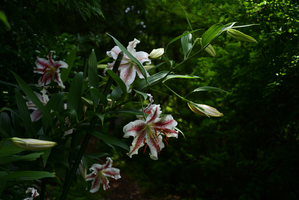 220711京都植物園17