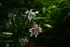 220711京都植物園17
