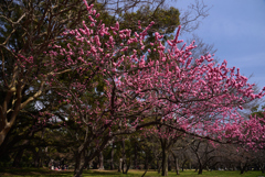 200313京都御苑49