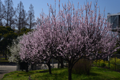 210311b鶴見緑地63