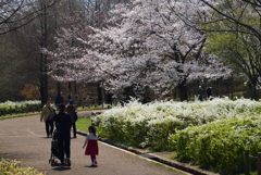 190404a馬見丘陵公園29