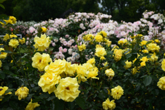 200520京都植物園13