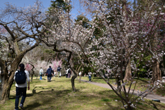 230311京都植物園28
