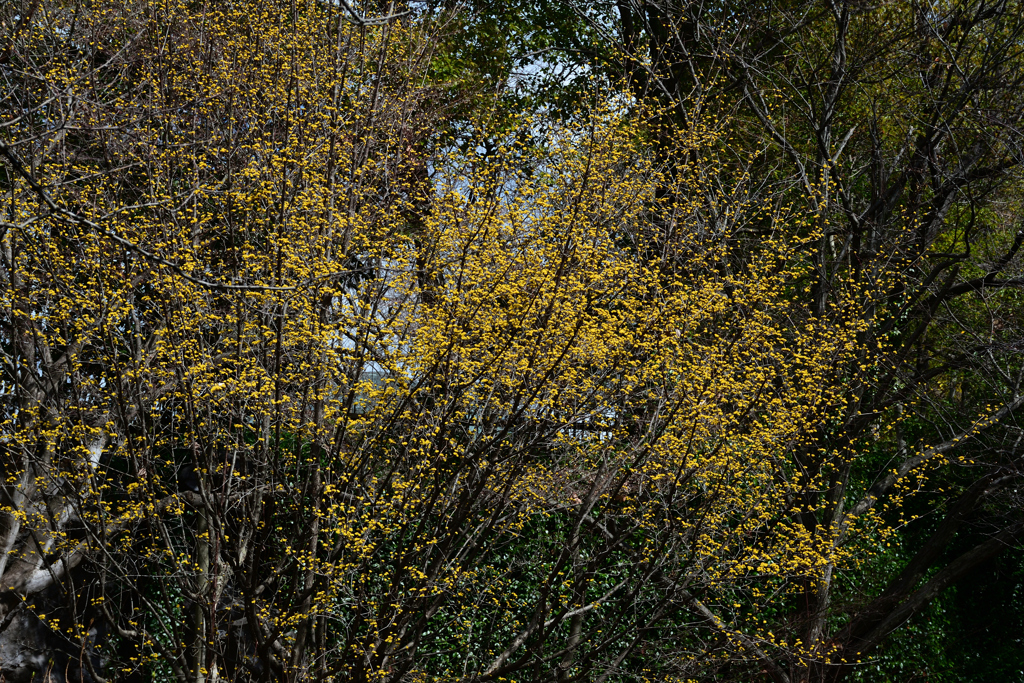 240302鶴見緑地49