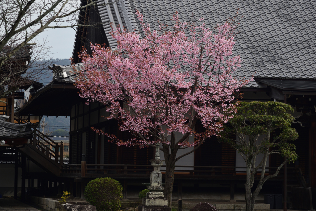 200313清浄華院58