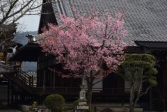 200313清浄華院58