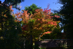 241121h即宗院15