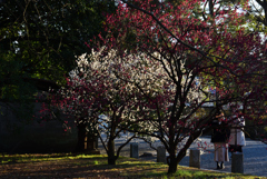 200211b京都御苑34 200211b京都御苑34