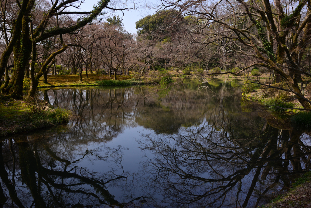 240316a京都植物園26