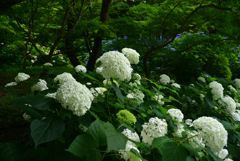 240620京都植物園31