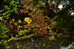 201031京都植物園18