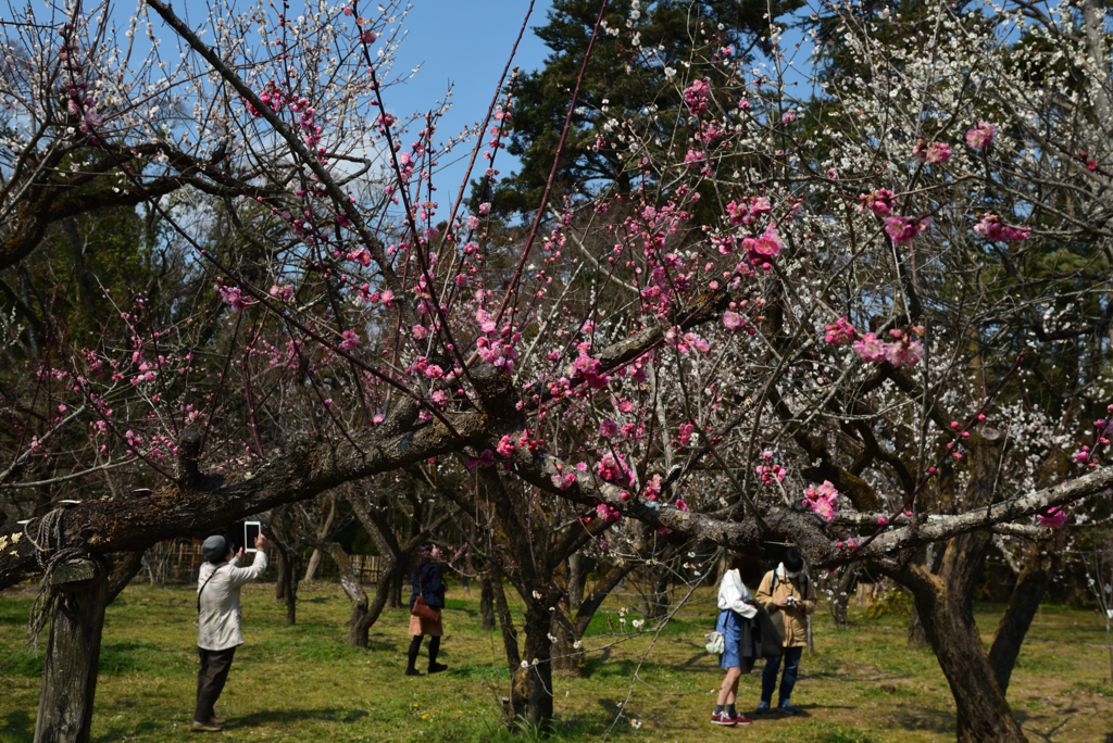 190315京都植物園83
