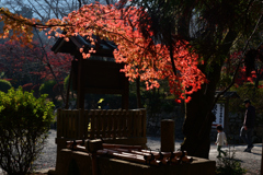 231123b三井寺08