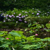 210624京都植物園32