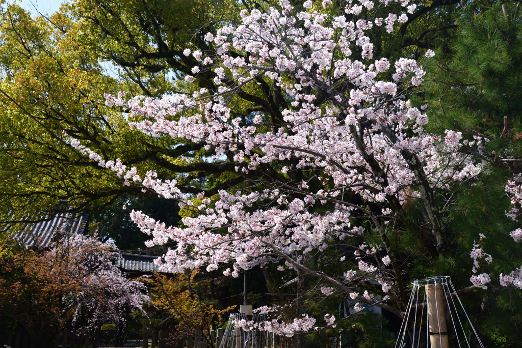 230331d向日神社07