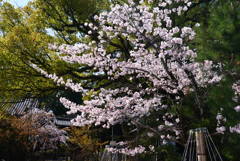 230331d向日神社07