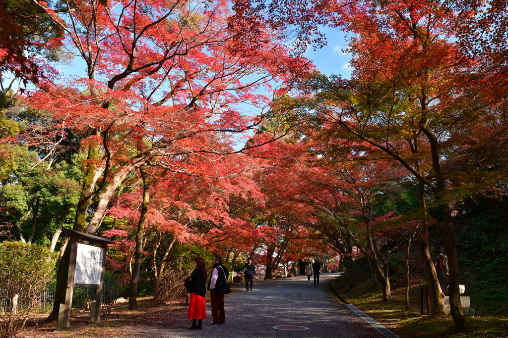 231123b三井寺19