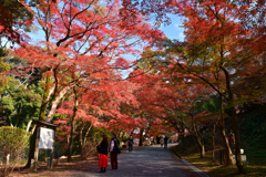 231123b三井寺19