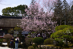 240330a上賀茂神社07