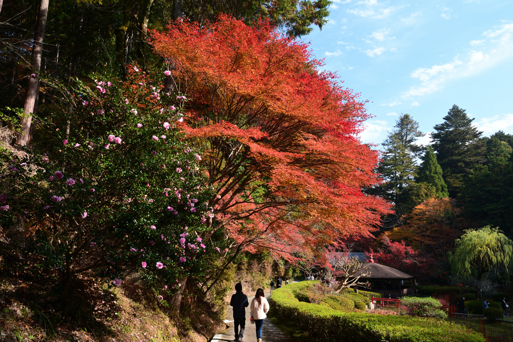 231123a石山寺48