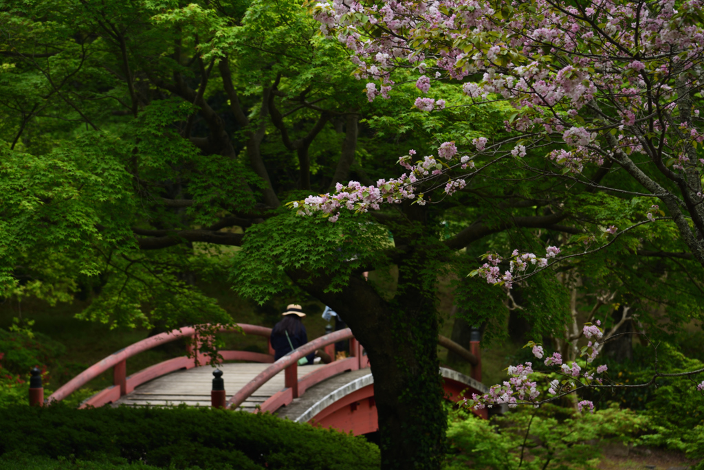190428a奈良公園59