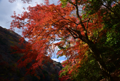 241206c嵐山25