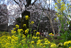 200320d平野神社31