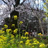 200320d平野神社31