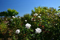 2501023びわ湖大津館32