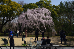 210317b京都御苑12