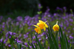 220325b京都植物園46