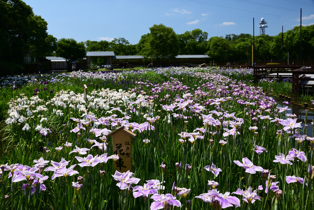 210609山田池公園13