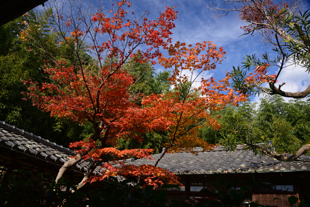 241206a鹿王院30