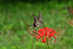 250926京都植物園07+