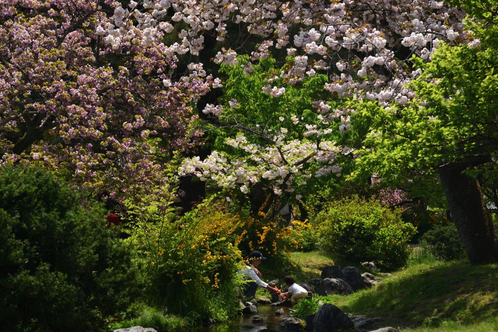 190422b京都御苑31