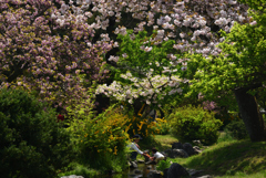 190422b京都御苑31