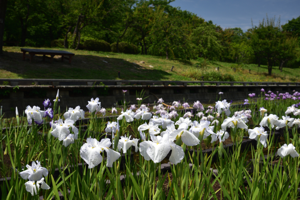 200602b長居植物園18