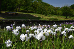 200602b長居植物園18