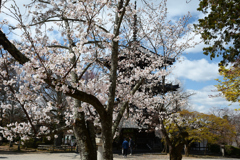 250403d真如堂09