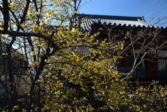 180218d大蓮寺76