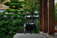 250924bだるま寺34