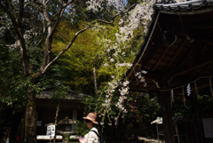 190406c哲学の道26