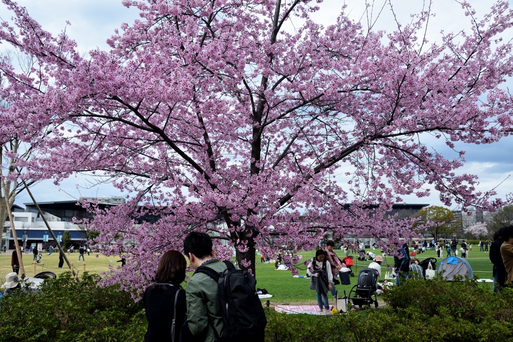 180318c梅小路公園17+