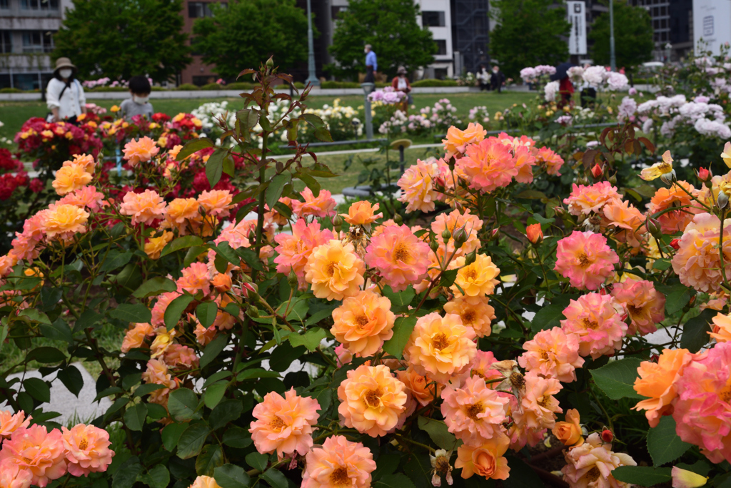 200522中之島公園29