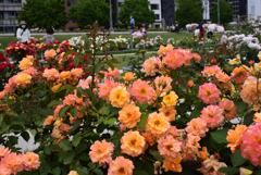 200522中之島公園29