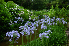 210627長居植物園14