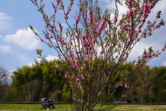 200318馬見丘陵公園44